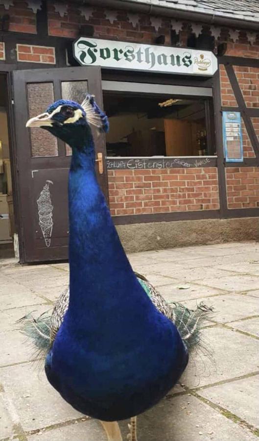 Appartamento Forsthaus Crimmitschau Esterno foto